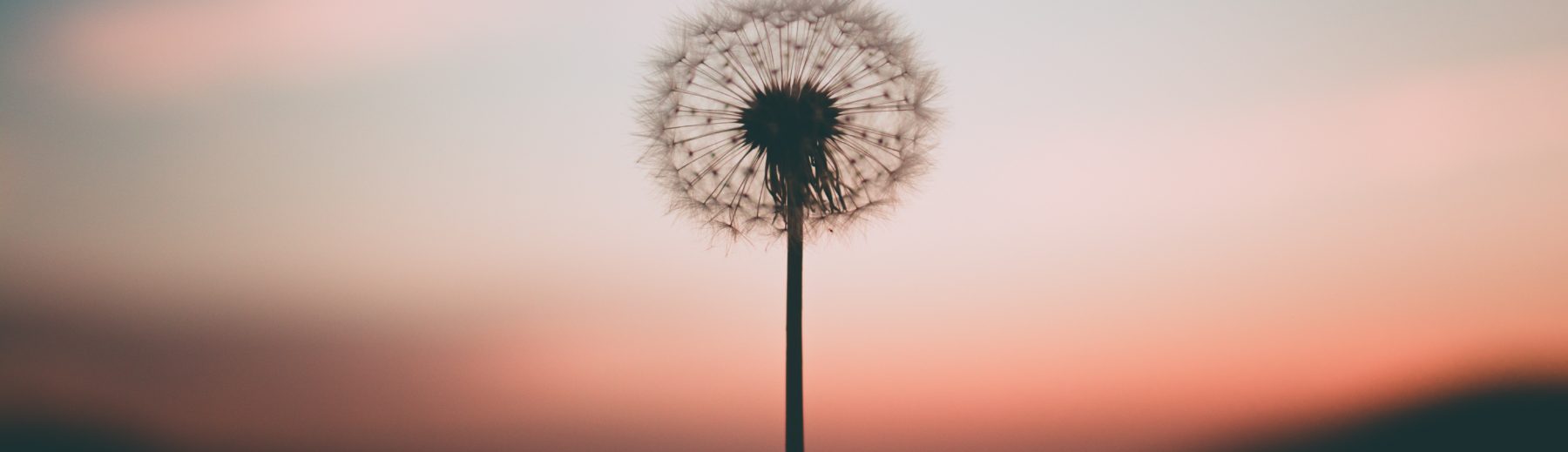 Dandelion Therapy