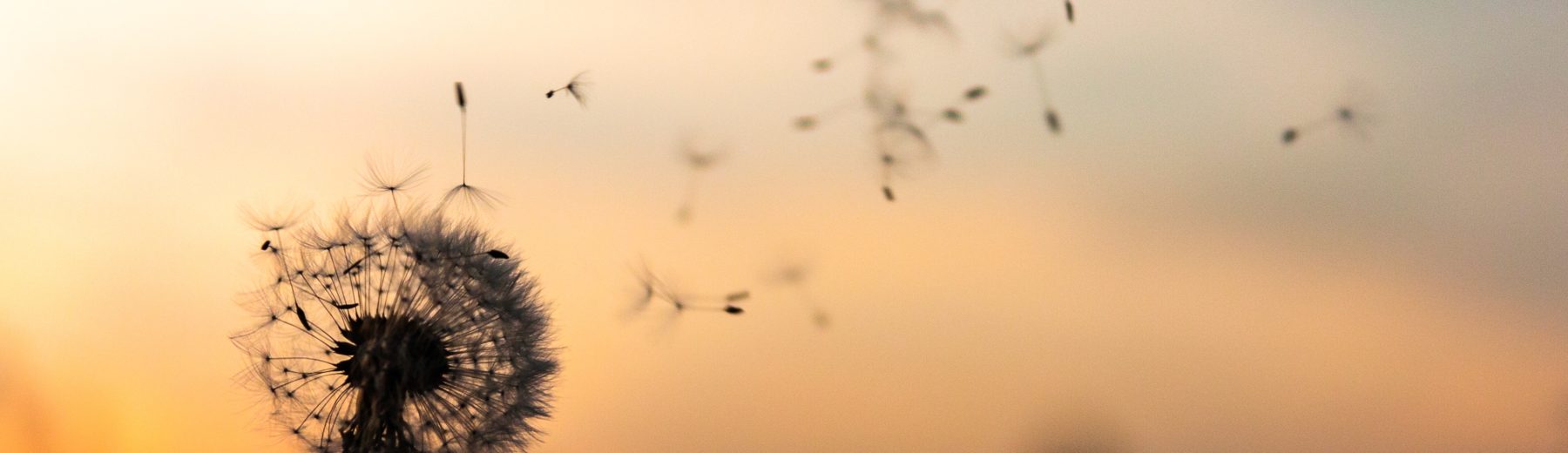 Dandelion Therapy